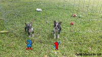 Boston Terrier Filhotes