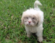 Filhotes de Lhasa Apso