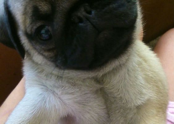 PUG 3