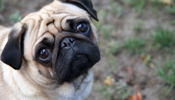 Sad-pug