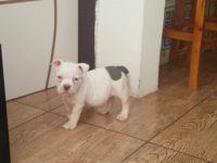 Disponível filhote fêmea de American Bully