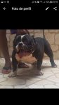 Disponível filhote fêmea de American Bully