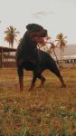 Venda de Filhotes Raça Rottweilers