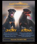 Venda de Filhotes Raça Rottweilers