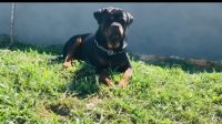 Venda de Filhotes Raça Rottweilers