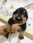 Venda de Filhotes Raça Rottweilers