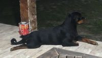 Venda de Filhotes Raça Rottweilers