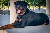 Venda de Filhotes Raça Rottweilers