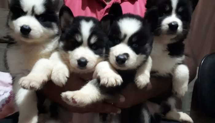 4 husky